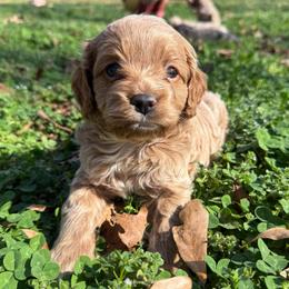 Kristoff - Red roan male Cockapoo puppy in Williamston, South Carolina from Sassy Bob’s Dogs