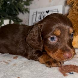 Eddie-AKC - Chocolate and tan male Dachshund puppy in Gerber, California from Red Dirt Doxies