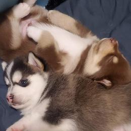 Pomsky puppies from Roaring Springs Pomsky