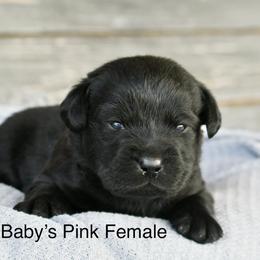 Pink female - Black female Labrador Retriever puppy in Mississippi from Sure Shot English Labs