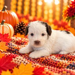 Truffles - Chocolate female Cavapoo puppy in Myrtle Beach, South Carolina from Colorful-K9'S