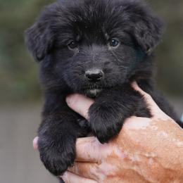 Lime Ribbon - Black female German Shepherd puppy in Howard City, Michigan from Sherman's Shepherds
