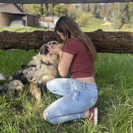 Rocky - Border Collie