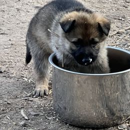 German Shepherd Puppies from StoneWall