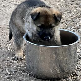 German Shepherd Puppies from StoneWall