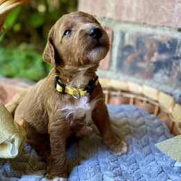 Belle - Yellow - Poodle puppy in Sacramento, California from Creme de la Creme Standard Poodles
