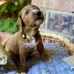 Belle - Yellow - Poodle puppy in Sacramento, California from Creme de la Creme Standard Poodles
