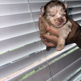 Lilo - Chocolate merle female Pomeranian puppy in Okmulgee, Oklahoma from 918 Pomeranians