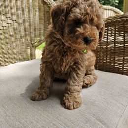 Poodle Puppies from OpenGate Poodles