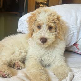 Sleepy - Parti male Goldendoodle puppy in Stockton, California from Port City Doodles