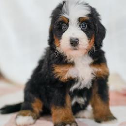 Ian - Tri-color male Bernedoodle puppy in Dundee, Ohio from Down Home Doodle