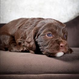 Chocolate Boy - Chocolate male Cavapoo puppy in Newport Beach, California from WW Cavapoos