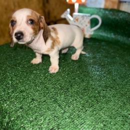Lena - Piebald female Dachshund puppy in West Cleo, Oklahoma from 4L Doxies