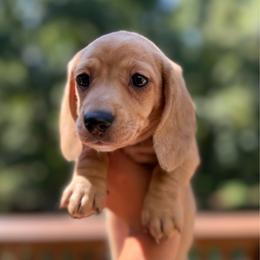 Storm - Dapple female Dachshund puppy in Mc Donough, Georgia from L & J Kennel
