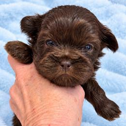 Bolton - Chocolate male Shih Tzu puppy in Tallahassee, Florida from Bows and Bow Ties