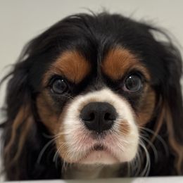 Haymitch - Cavalier King Charles Spaniel