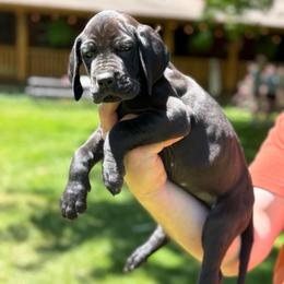 Sage - Black female Great Dane puppy in Beulah, Michigan from Northwood Euro Danes and Bassets