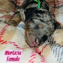 Morticia - Merle female Bernedoodle puppy in Beecher, Illinois from Erica’s Doodles