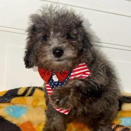 Petunia - Blue Merle Color - Merle female Goldendoodle puppy in Beecher, Illinois from Erica’s Doodles