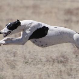 Whippets from Horsetooth Whippets