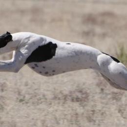 Whippets from Horsetooth Whippets