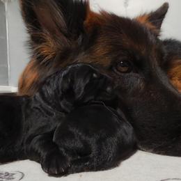 Green Collar - Male - Black male German Shepherd puppy in Charlotte, North Carolina from Zuflucht K9s