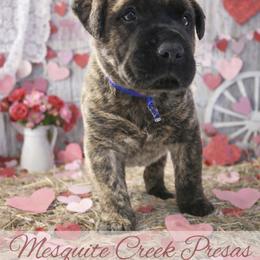 Mescalero - Tiger male Perro de Presa Canario puppy in Horizon, Texas from Mesquite Creek Kennels