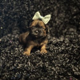Girl red with black mask - Red female Shih Tzu puppy in Sharon, Pennsylvania from Keystone Danes and Shih tzus