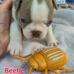 Beetle - Lilac male Boston Terrier puppy in Griffin, Georgia from Celtic Performance Bostons