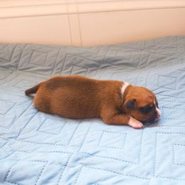 American Staffordshire Terrier Puppies from MDYC Amstaffs