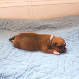 American Staffordshire Terrier Puppies from MDYC Amstaffs