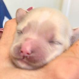 Lenny - Liver male Lhasa Apso puppy in Fort Worth, Texas from Cynthia's Lhasa Apsos