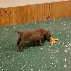 Chesapeake Bay Retriever Puppies from Eska Creek Chesapeakes