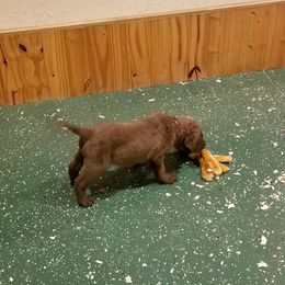 Chesapeake Bay Retriever Puppies from Eska Creek Chesapeakes