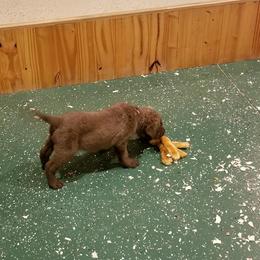 Chesapeake Bay Retriever Puppies from Eska Creek Chesapeakes
