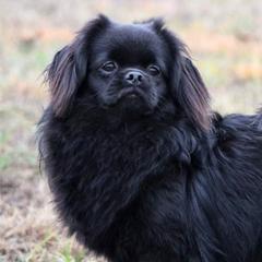 Muka - Tibetan Spaniel