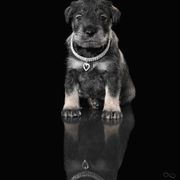 Standard Schnauzer Puppies from Uhlan Standard Schnauzers
