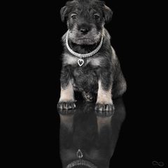 Standard Schnauzer Puppies from Uhlan Standard Schnauzers