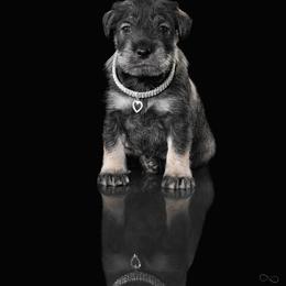 Standard Schnauzer Puppies from Uhlan Standard Schnauzers