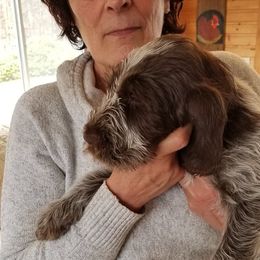 Spinone Italiano Puppies from Stella Del Nord Spinoni Italiani