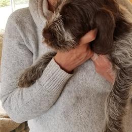 Spinone Italiano Puppies from Stella Del Nord Spinoni Italiani