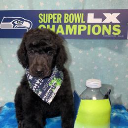 Purple girl - Black female Poodle puppy in Sedro Woolley, Washington from Best Friend Poodles