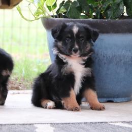 Franky - Black tri male Miniature Australian Shepherd puppy in Goliad, Texas from Sassy Lil Aussies and Diamond W Poodles