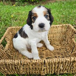 Hunter - Black white and tan male English Springer Spaniel puppy in Columbia, North Carolina from Columbia Spaniels