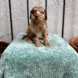 Coral - Merle female Goldendoodle puppy in Atlantic Beach, Florida from Glamorous Golden Doodles