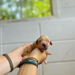 Gumbo - Golden male Golden Retriever puppy in Magnolia, Mississippi from Magnolia Farm