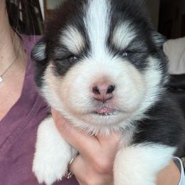 Bobo - Black and white male Pomsky puppy in Mc Minnville, Oregon from West Coast Pomskies