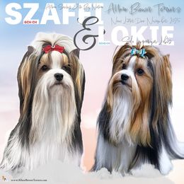 Biewer Terrier puppies from Allure Biewer Terriers