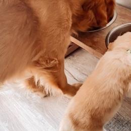 Golden Retrievers from Ray of Sunshine Retrievers