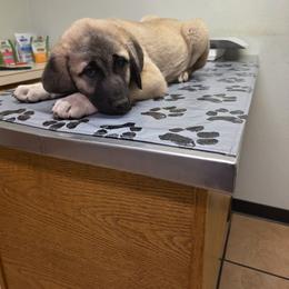 Opal - Fawn female Kangal puppy in Bonanza, Oregon from VSH Kangal Dogs & Central Asian Shepards/Alabai